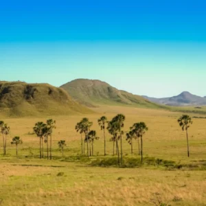 Estudo define indicadores-chave para restaurar campos naturais e savanas indicadores