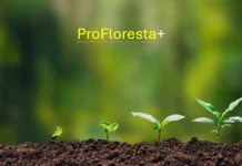 BNDES e Petrobras lançam programa de restauração ecológica e geração de créditos de carbono na Amazônia BNDES