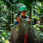 INPI reconhece Indicação Geográfica (IG) para o açaí de Bailique, Amapá reconhecimento