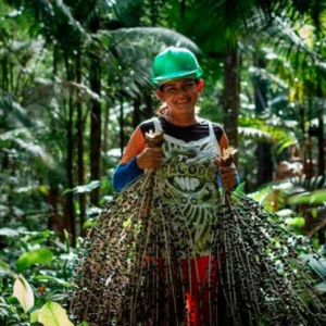 INPI reconhece Indicação Geográfica (IG) para o açaí de Bailique, Amapá reconhecimento