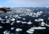 Expedição com pesquisador brasileiro observa derretimento acelerado na Antártica e acende alerta global Antártica