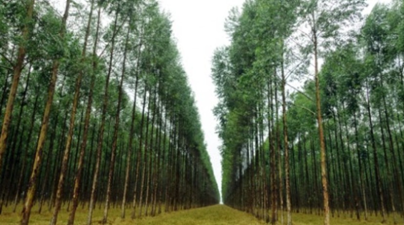 Screenshot-2025-04-11-170816 Bataguassu entra no mapa global da celulose com investimento de R$ 25 bilhões da Bracell