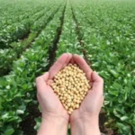 Nova combinação de microrganismos impulsiona cultivo sustentável da soja no Brasil soja