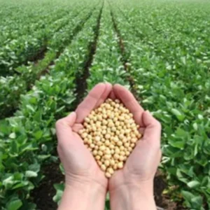 Nova combinação de microrganismos impulsiona cultivo sustentável da soja no Brasil soja