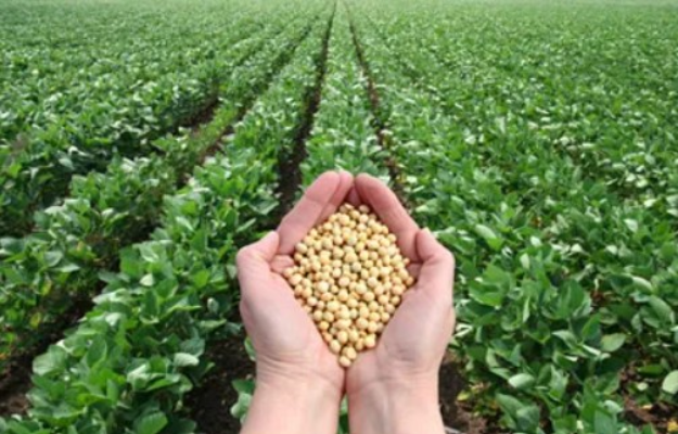 Nova combinação de microrganismos impulsiona cultivo sustentável da soja no Brasil 3 soja