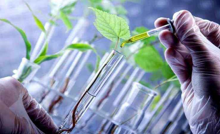 Screenshot-2025-04-14-221220 Nova combinação de microrganismos impulsiona cultivo sustentável da soja no Brasil