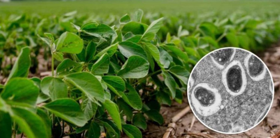 Screenshot-2025-04-14-221329 Nova combinação de microrganismos impulsiona cultivo sustentável da soja no Brasil