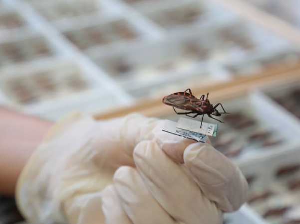 Screenshot-2025-04-15-111633 14 de abril, Dia Mundial de Combate à Doença de Chagas