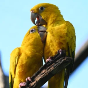 Olhos da Amazônia: Fotógrafo retrata ararajubas que voltarão à natureza fotógrafo