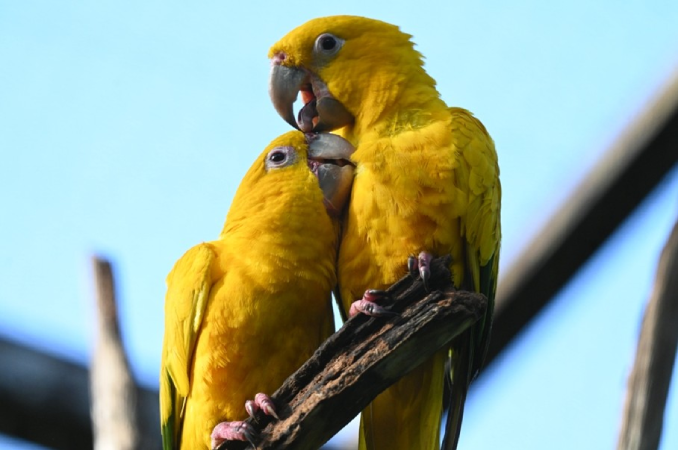 Olhos da Amazônia: Fotógrafo retrata ararajubas que voltarão à natureza 4 fotógrafo