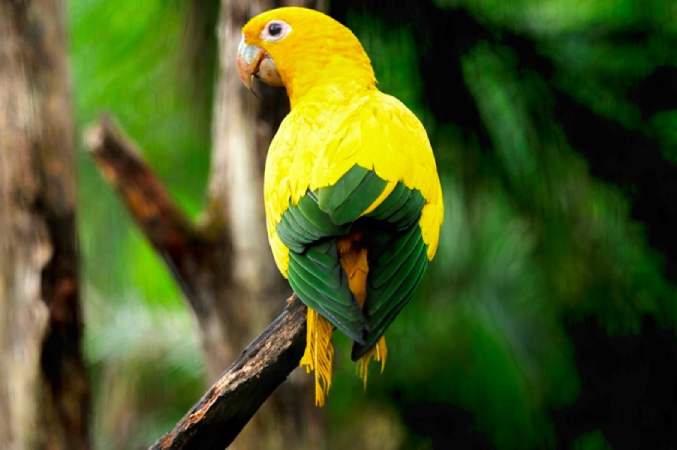 Screenshot-2025-04-15-120029 Olhos da Amazônia: Fotógrafo retrata ararajubas que voltarão à natureza