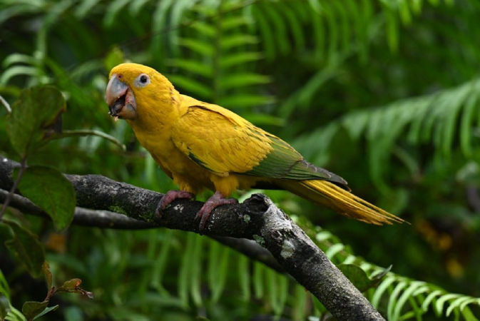 Screenshot-2025-04-15-120131 Olhos da Amazônia: Fotógrafo retrata ararajubas que voltarão à natureza