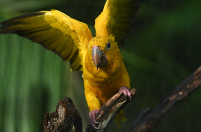 Screenshot-2025-04-15-120233 Olhos da Amazônia: Fotógrafo retrata ararajubas que voltarão à natureza