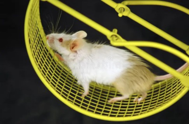 Screenshot-2025-04-15-161717 Como o exercício físico pode impedir que a dor muscular se torne crônica