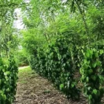 Pimenta-do-reino cultivada em gliricídia reduz custos e impacto ambiental gliricídia