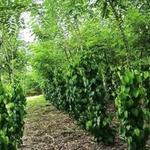 Pimenta-do-reino cultivada em gliricídia reduz custos e impacto ambiental gliricídia