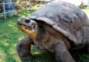 Aos 100 anos de idade, tartaruga das Galápagos torna-se mãe pela primeira vez tartaruga