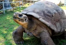 Aos 100 anos de idade, tartaruga das Galápagos torna-se mãe pela primeira vez tartaruga