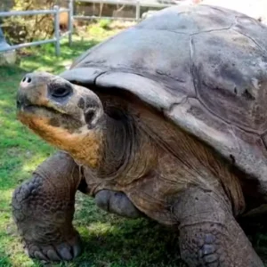 Aos 100 anos de idade, tartaruga das Galápagos torna-se mãe pela primeira vez tartaruga