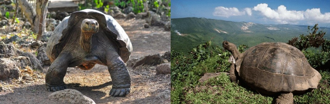 Screenshot-2025-04-15-180921 Aos 100 anos de idade, tartaruga das Galápagos torna-se mãe pela primeira vez