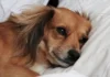 Cães também têm preocupações antes de dormir e perdem o sono com o estresse, aponta estudo cães