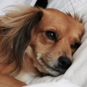 Cães também têm preocupações antes de dormir e perdem o sono com o estresse, aponta estudo cães