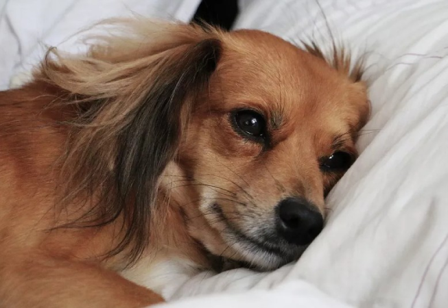 Cães também têm preocupações antes de dormir e perdem o sono com o estresse, aponta estudo 3 cães