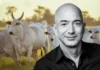 Bezos apoia criação de gado sustentável com investimento de US$ 27,4 milhões Bezos