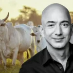 Bezos apoia criação de gado sustentável com investimento de US$ 27,4 milhões Bezos