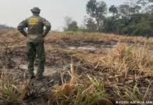 Brasil reduz 70% da área queimada no primeiro trimestre de 2025 queimadas