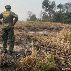 Brasil reduz 70% da área queimada no primeiro trimestre de 2025 queimadas