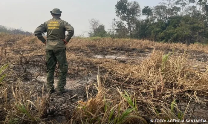 Screenshot 2025-04-16 114538 queimadas