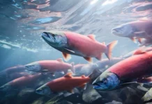 Poluição por remédios afeta comportamento de peixes e ameaça ecossistemas marinhos remédios