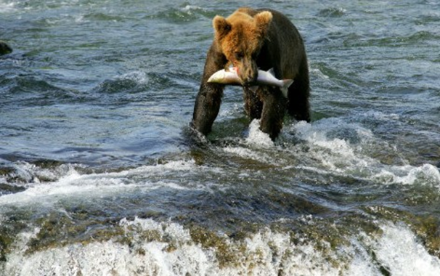 Screenshot-2025-04-16-165417 Poluição por remédios afeta comportamento de peixes e ameaça ecossistemas marinhos
