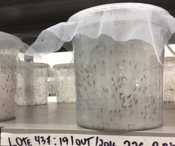 Screenshot-2025-04-16-174517 Fábrica brasileira cria mosquitos contra a dengue que pode proteger 100 milhões de pessoas por ano