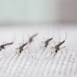 Fábrica brasileira cria mosquitos contra a dengue que pode proteger 100 milhões de pessoas por ano biofábrica