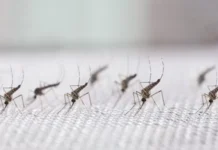 Fábrica brasileira cria mosquitos contra a dengue que pode proteger 100 milhões de pessoas por ano biofábrica