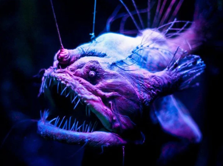 Screenshot-2025-04-16-184827 Peixe diabo negro surge das profundezas à luz do dia e intriga cientistas, veja o vídeo