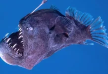 Peixe diabo negro surge das profundezas à luz do dia e intriga cientistas, veja o vídeo diabo