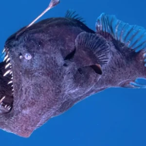 Peixe diabo negro surge das profundezas à luz do dia e intriga cientistas, veja o vídeo diabo