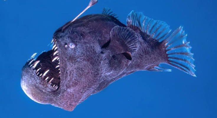 Peixe diabo negro surge das profundezas à luz do dia e intriga cientistas, veja o vídeo 3 diabo