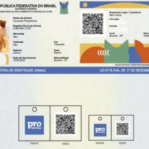 Saiba como funciona o SinPatinhas, novo RG Animal para cães e gatos SinPatinhas