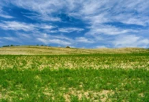 O Esverdeamento do Deserto de Thar é relacionado a mudanças climáticas e a interferência humana deserto