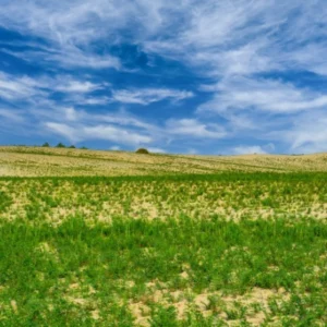 O Esverdeamento do Deserto de Thar é relacionado a mudanças climáticas e a interferência humana deserto
