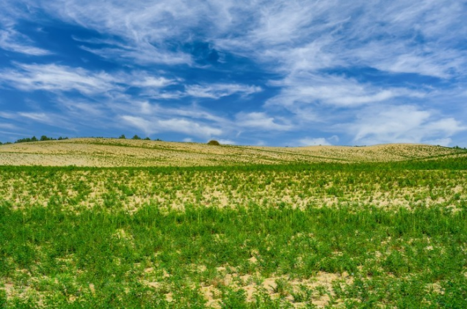 O Esverdeamento do Deserto de Thar é relacionado a mudanças climáticas e a interferência humana 3 deserto