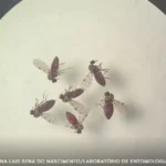 Pesquisa mostra influência de eventos climáticos em surto de oropouche eventos