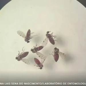 Pesquisa mostra influência de eventos climáticos em surto de oropouche eventos