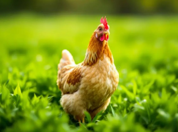 Screenshot 2025 04 20 004613