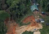 Árvore da Amazônia vira aliada no combate ao garimpo ilegal de ouro árvore