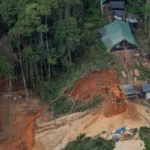 Árvore da Amazônia vira aliada no combate ao garimpo ilegal de ouro árvore